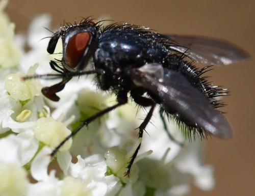 Epicampocera succincta
